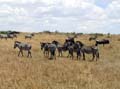 10-10-02 zebras in Masai Mari